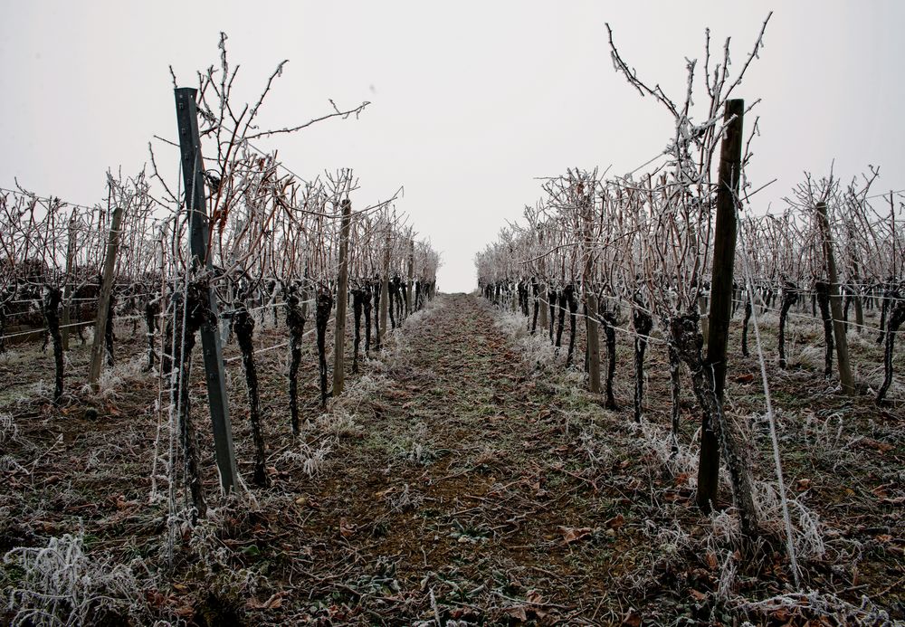 WINTER IM WEINBERG