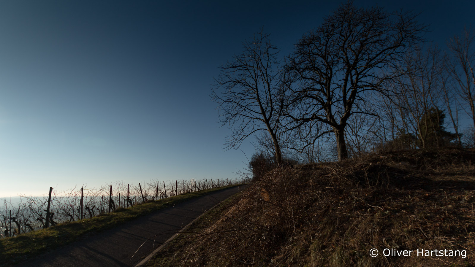 Winter im Weinberg