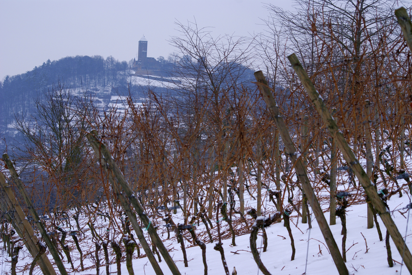 Winter im Weinberg