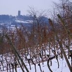 Winter im Weinberg