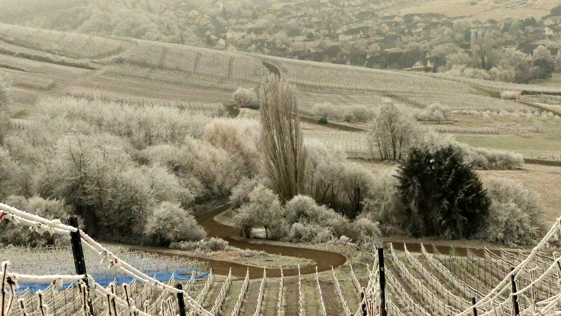 °°°° Winter im Weinberg °°°°