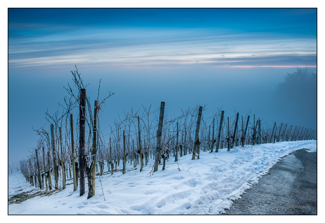 Winter im Weinberg