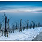 Winter im Weinberg