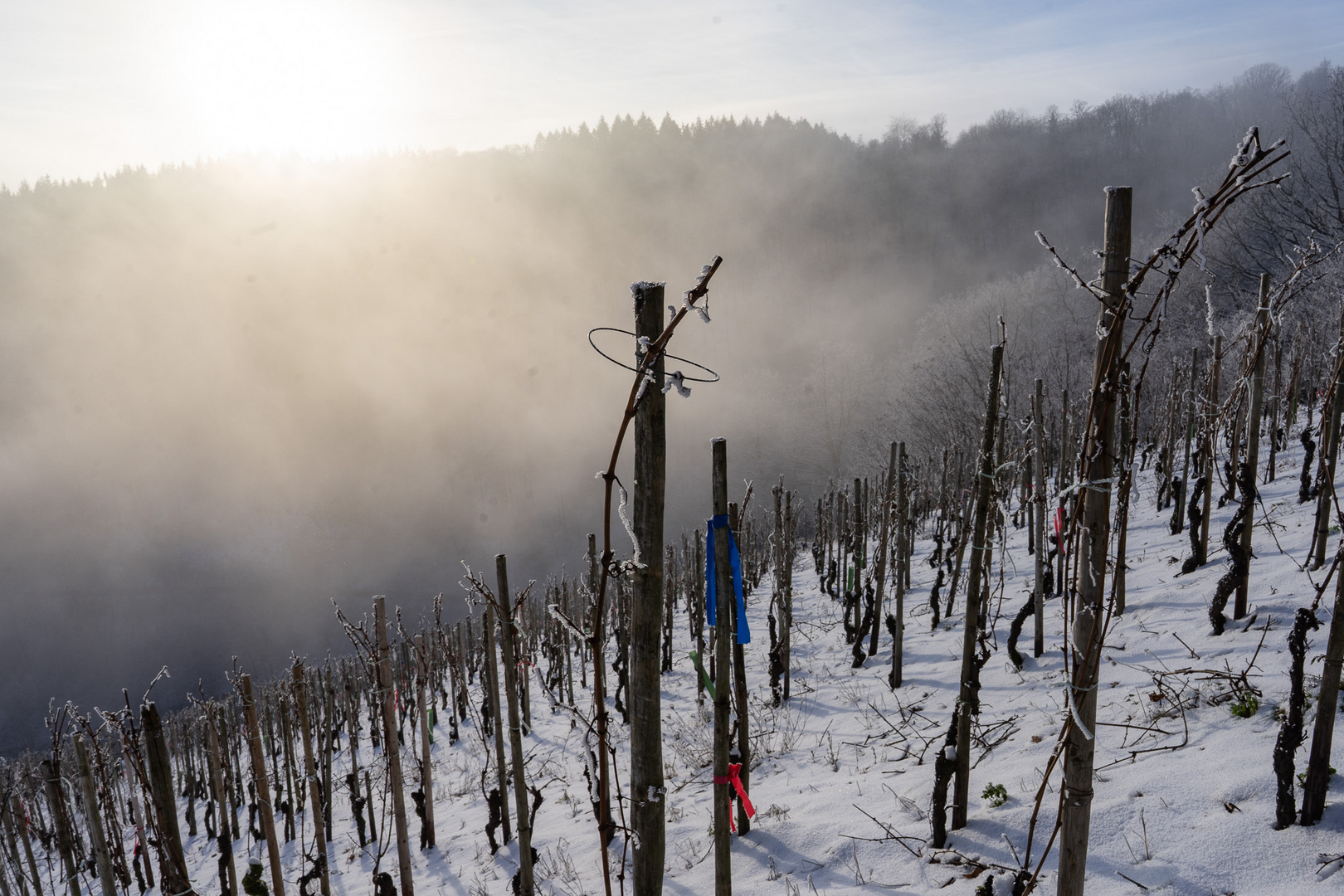 Winter im Weinberg