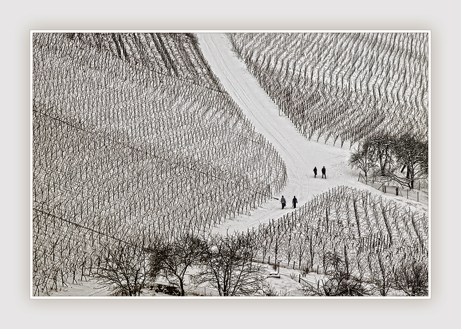 Winter im Weinberg