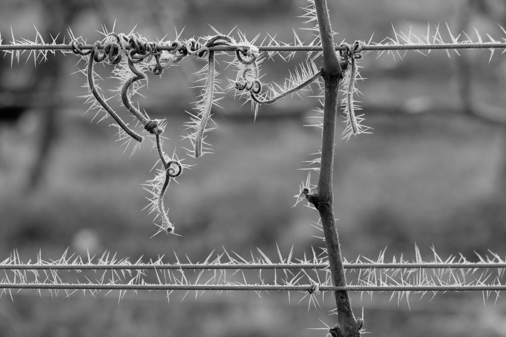 Winter im Weinberg