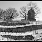 Winter im Weinberg