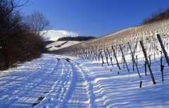 Winter im Weinberg