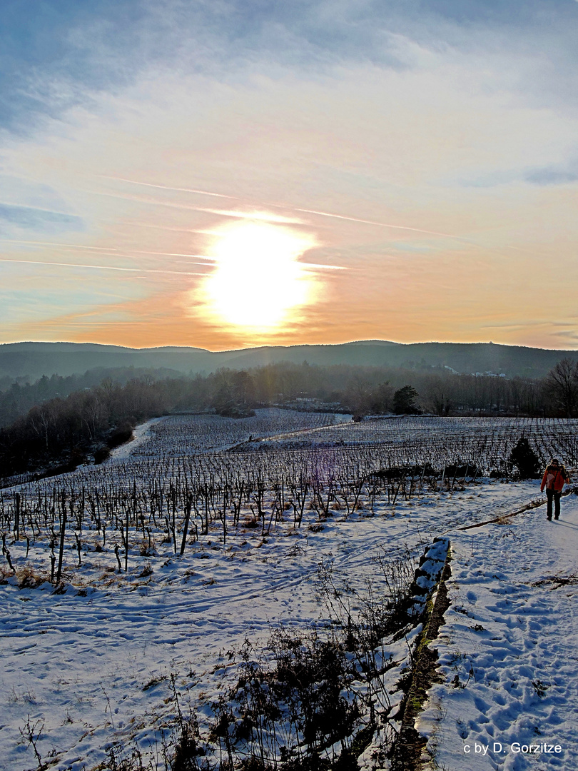 Winter im Weinberg !