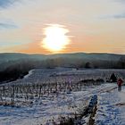 Winter im Weinberg !