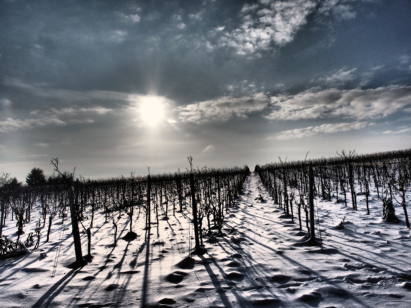 Winter im Weinberg