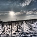 Winter im Weinberg