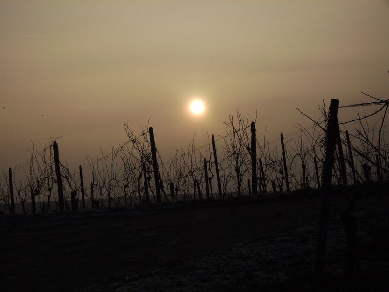 Winter im Weinberg