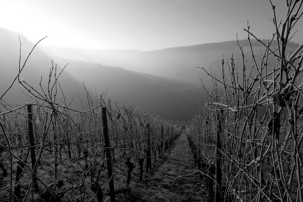 Winter im Weinberg