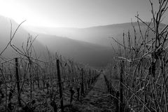 Winter im Weinberg