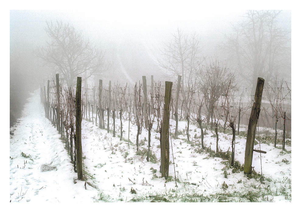 Winter im Weinberg