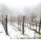 Winter im Weinberg