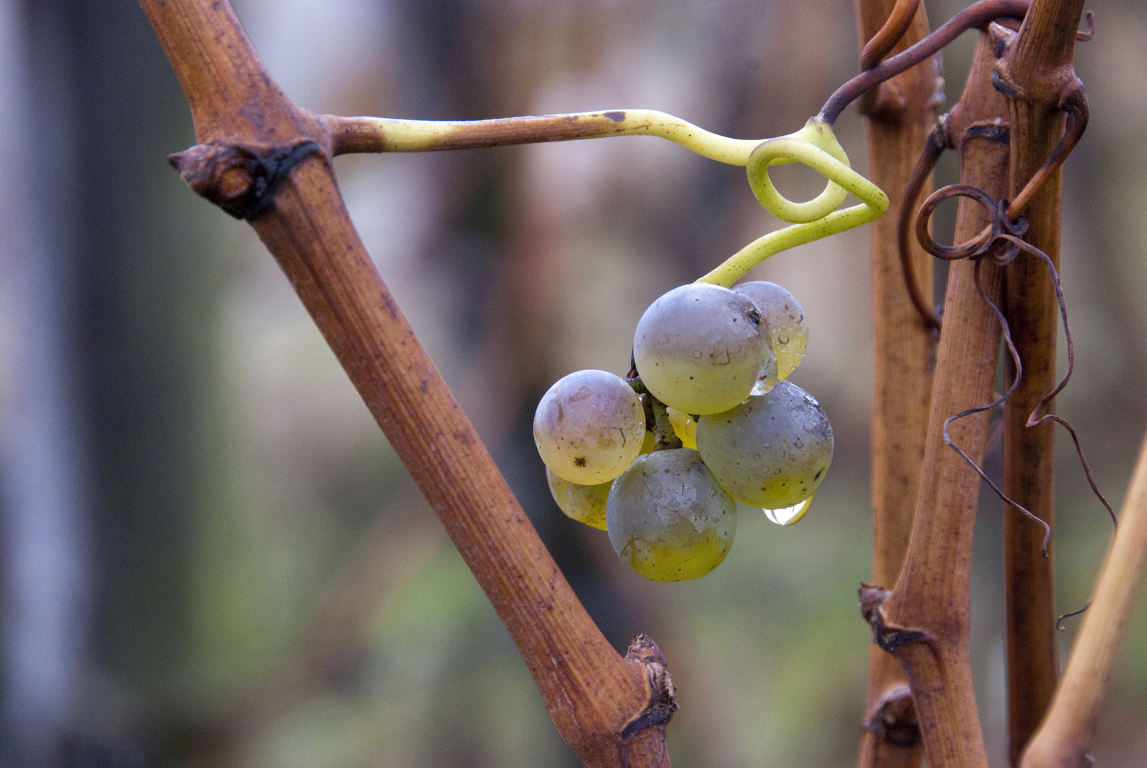 Winter im Weinberg II