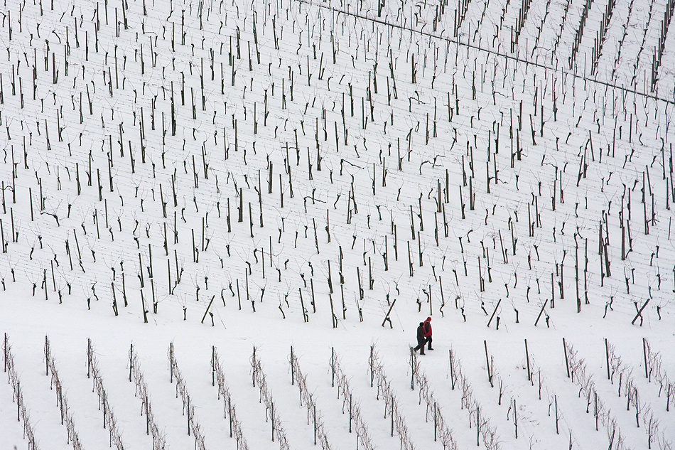 Winter im Weinberg - spazieren gehen