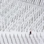 Winter im Weinberg - spazieren gehen