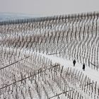 Winter im Weinberg - voran gehen