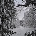 Winter im Westerwald - Fuchskaute