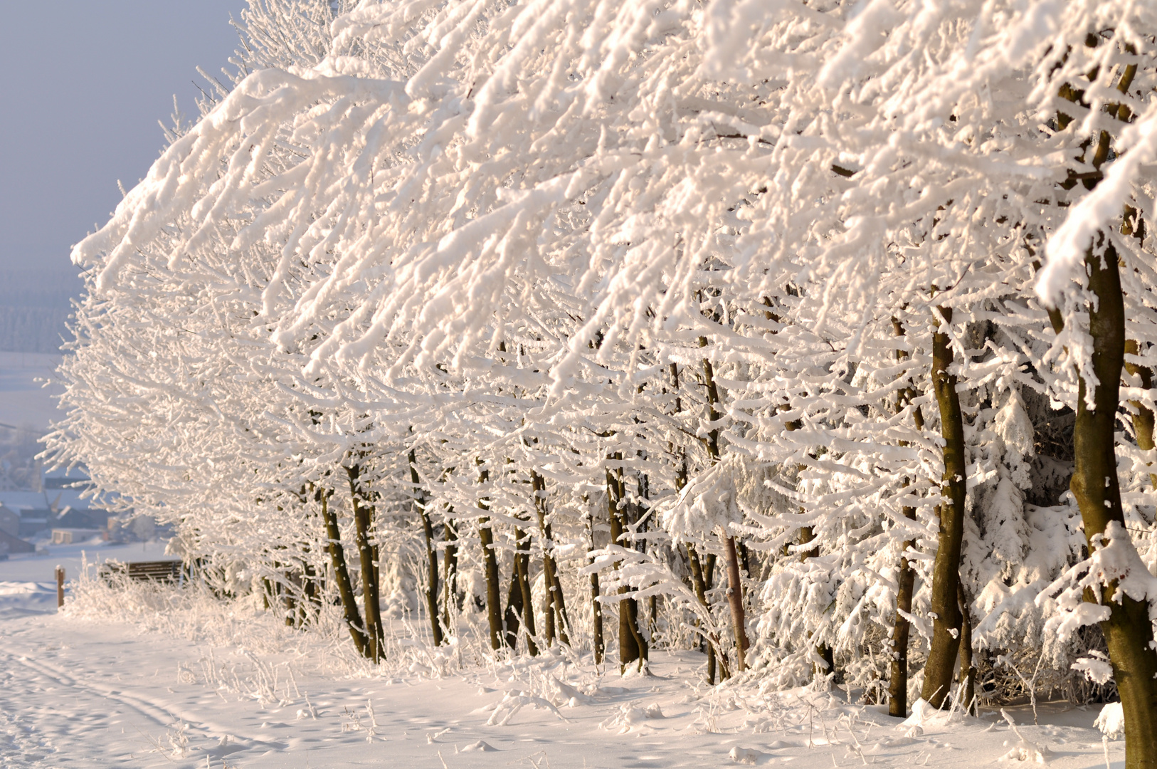 Winter im Westerwald - Schneefront am Waldrand