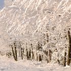 Winter im Westerwald - Schneefront am Waldrand