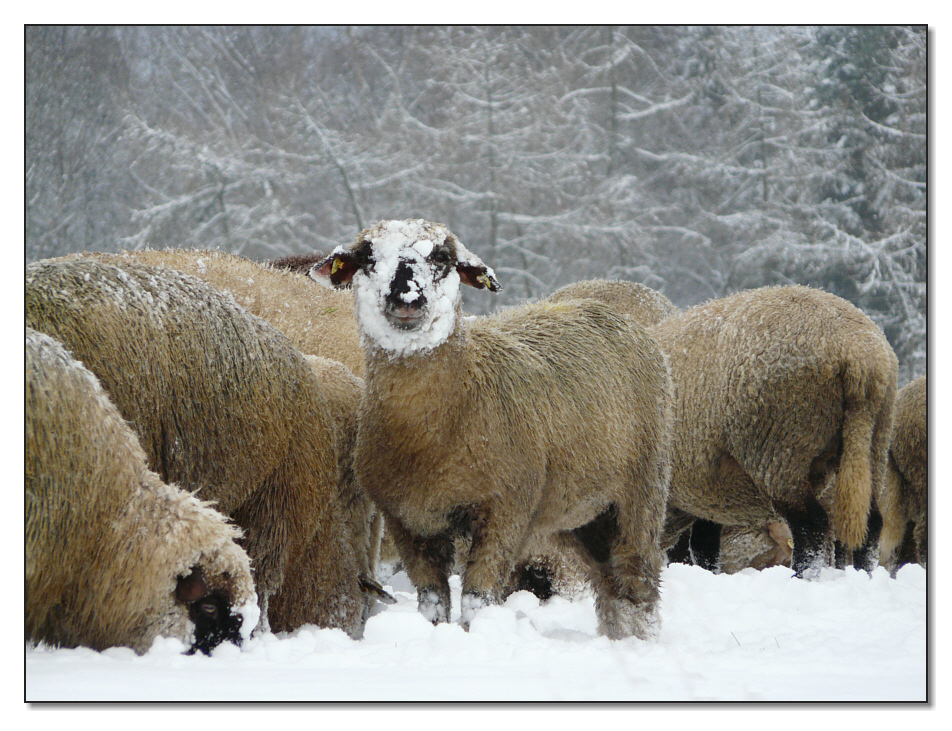 Winter im Westerwald VIII