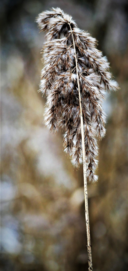 Winter im Wienburgpark 