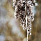 Winter im Wienburgpark 