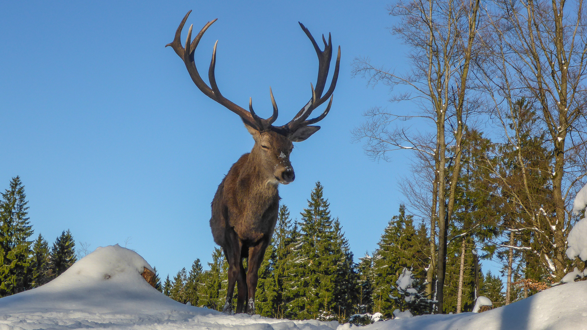 Winter im Wildgehege