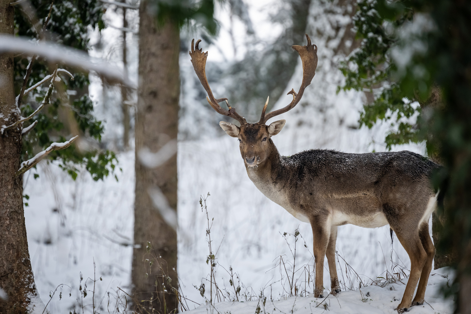 Winter im Wildpark