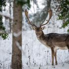 Winter im Wildpark