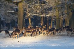 Winter im Wildpark Dülmen