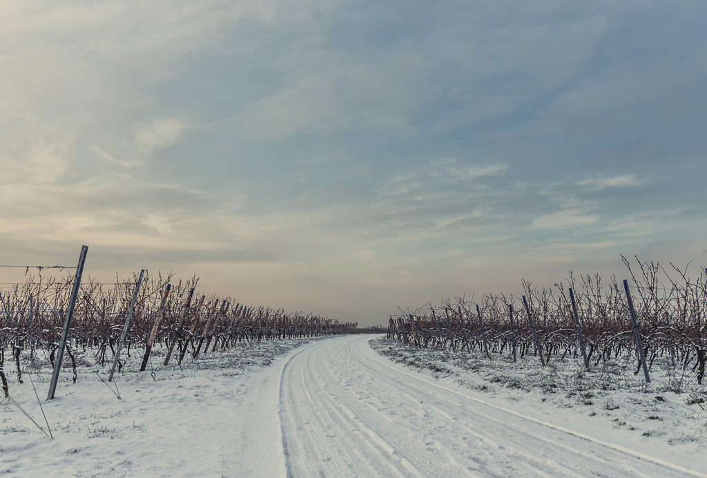 Winter im Wingert