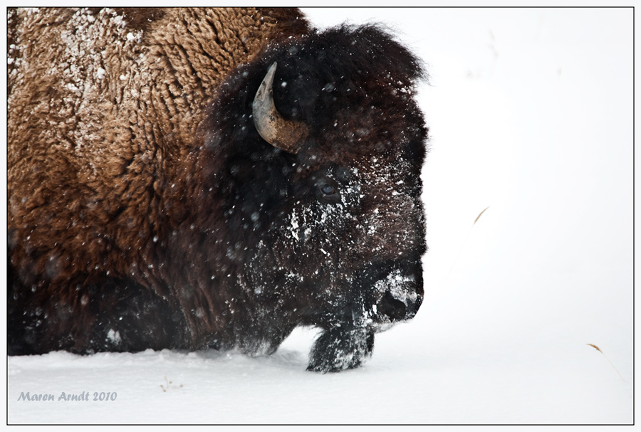 Winter im Yellowstone ...