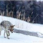 Winter im Yellowstone