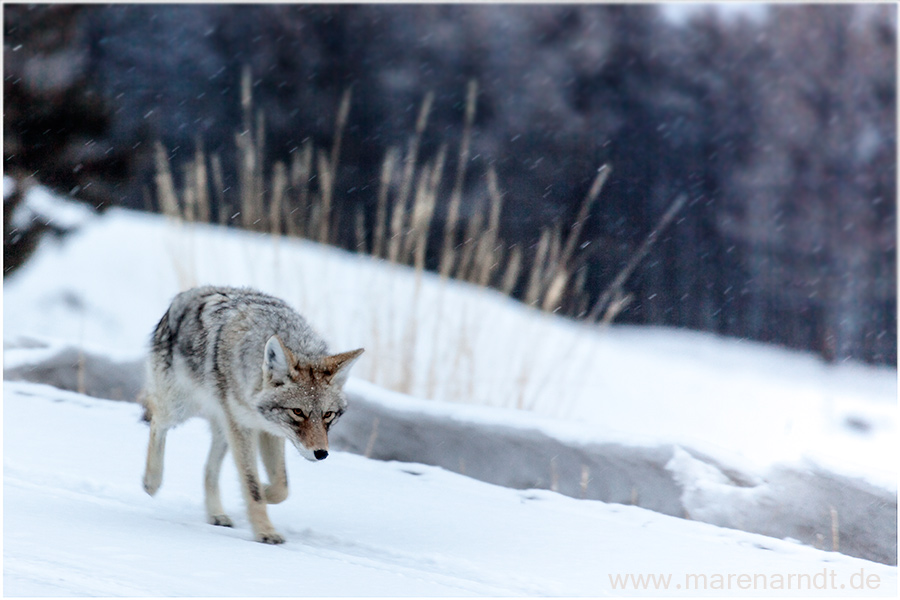 Winter im Yellowstone