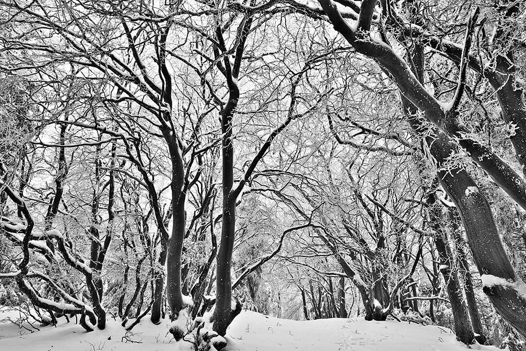 Winter im Zauberwald