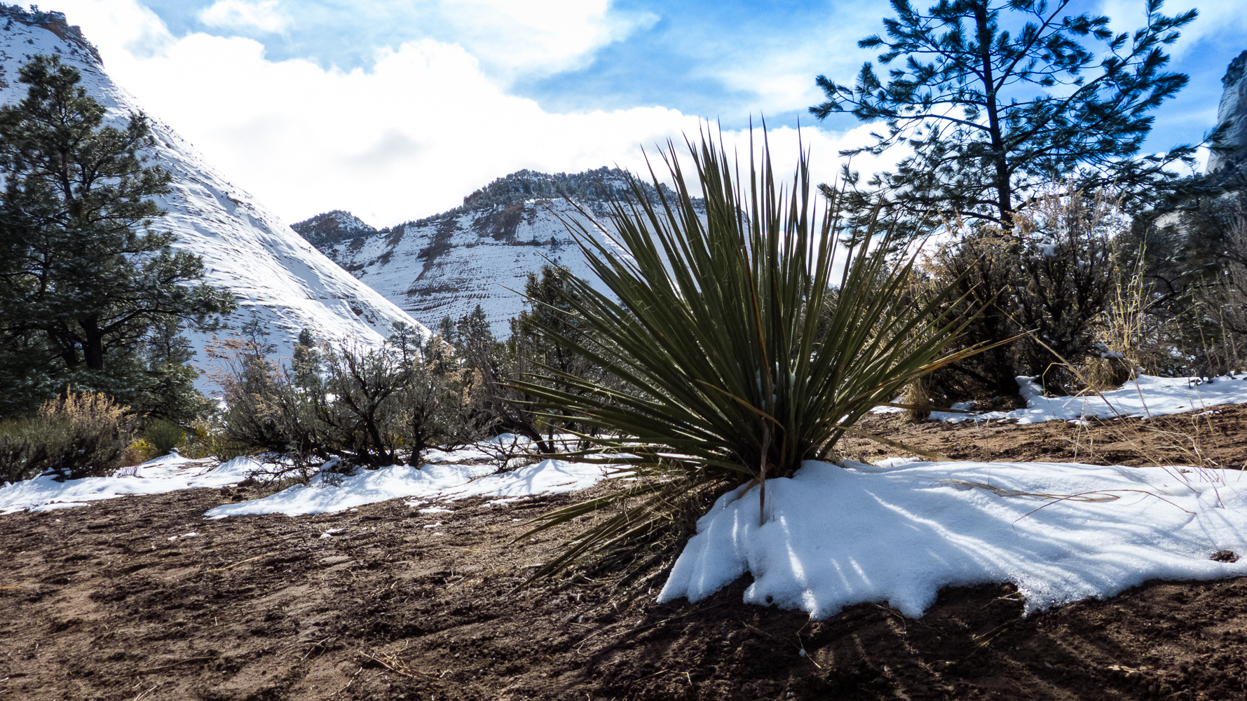 Winter im Zion