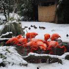Winter im Zoo duisburg