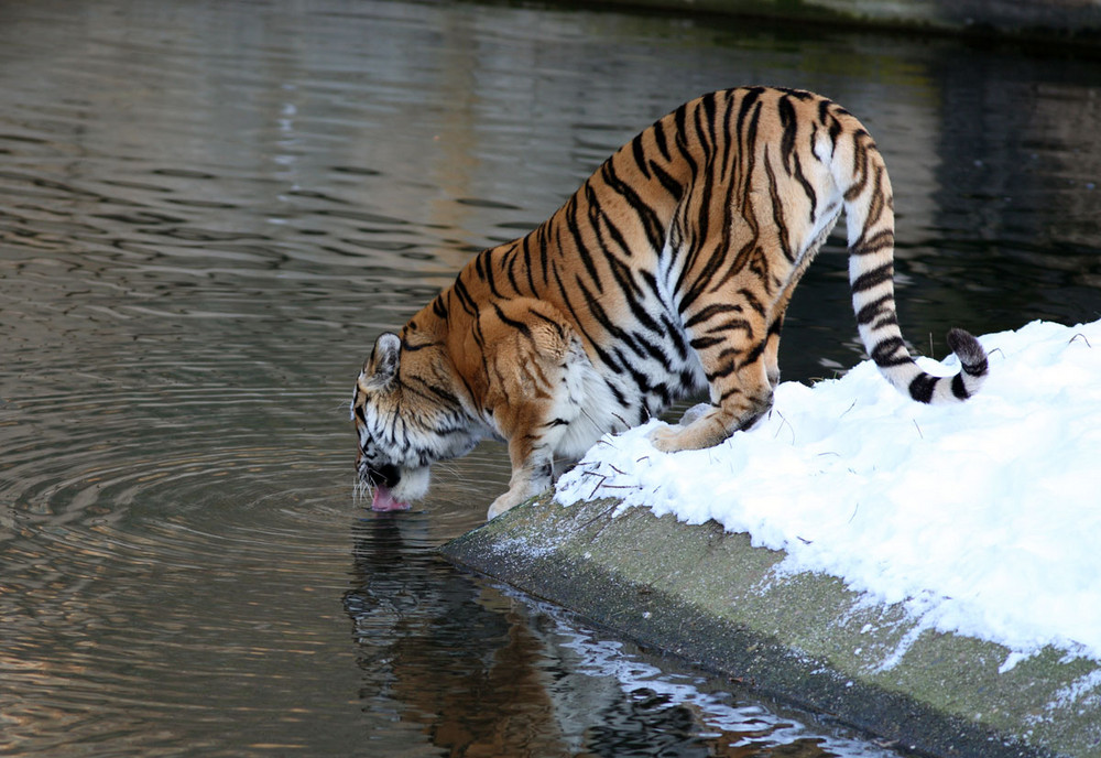 Winter im Zoo IV