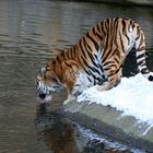 Winter im Zoo IV