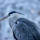 Winter im Zoo Schönbrunn 