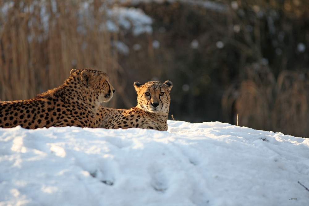 Winter im Zoo V