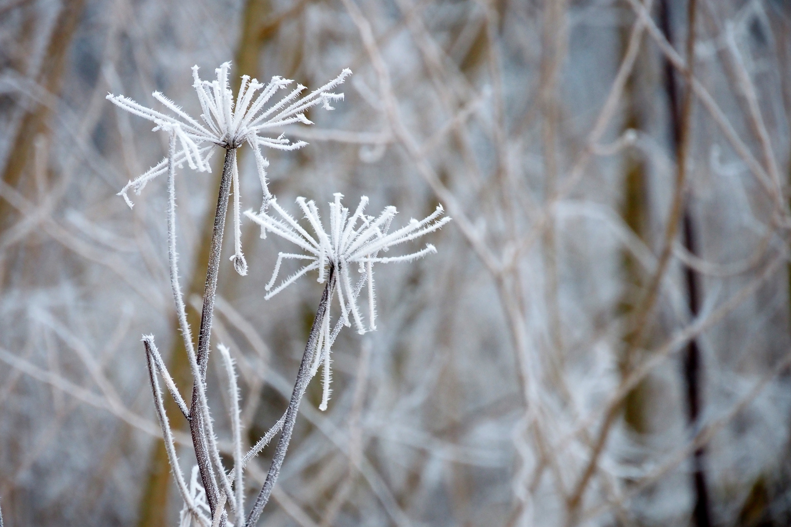 winter impression