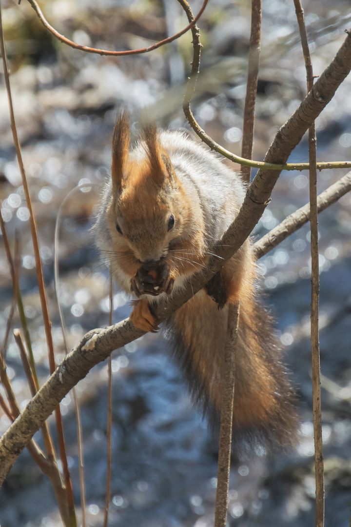 winter impression (1)