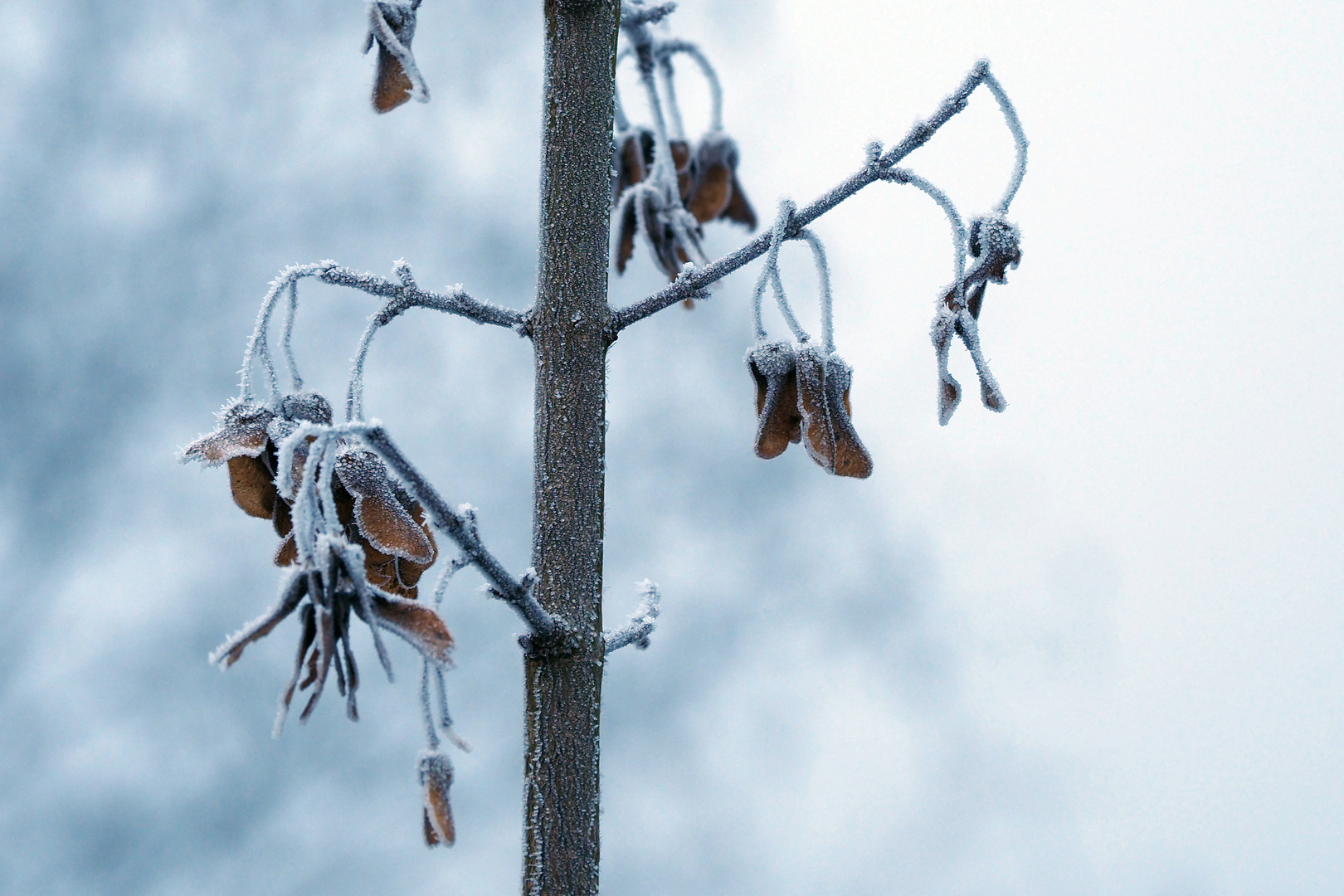 winter impression