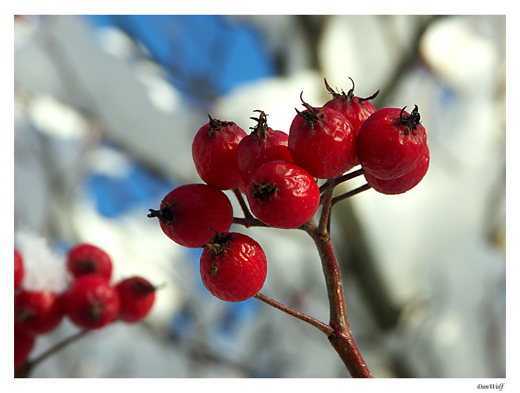 Winter Impression